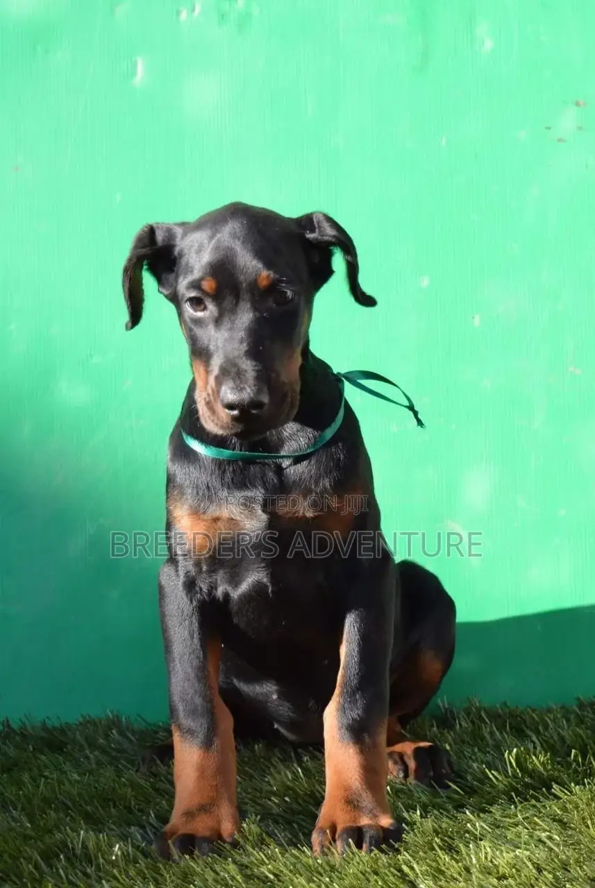1-3 months Male Purebred Doberman Pinscher