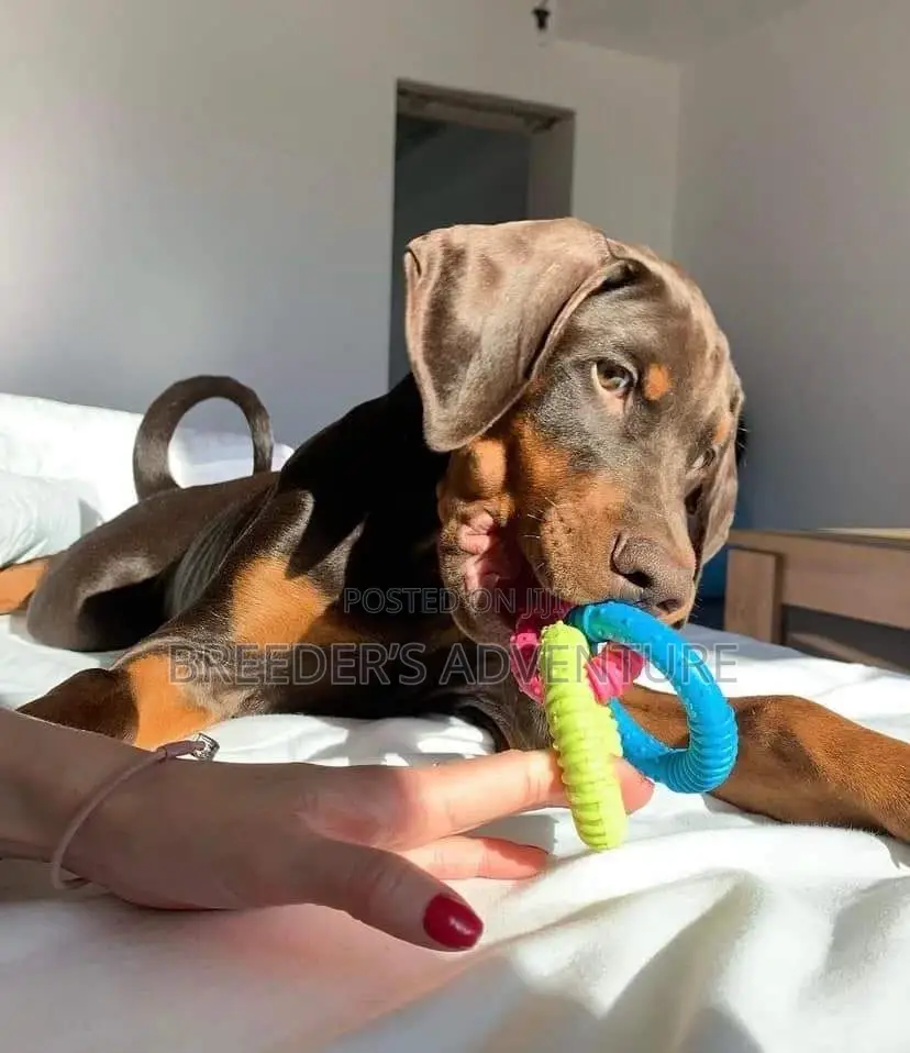 1-3 months Male Purebred Doberman Pinscher