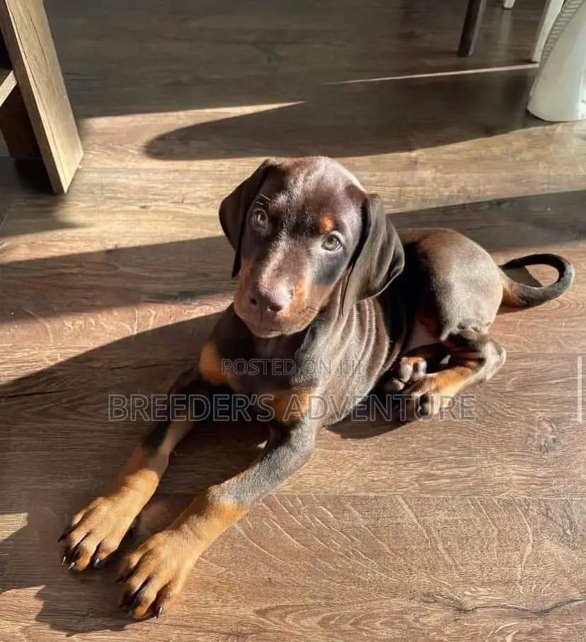 1-3 months Male Purebred Doberman Pinscher