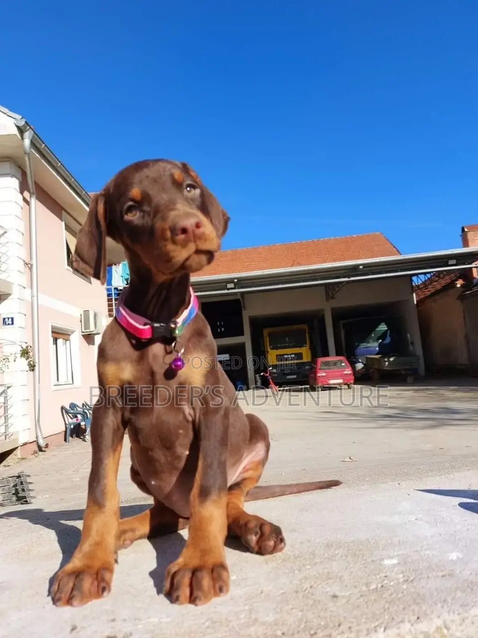 1-3 months Male Purebred Doberman Pinscher