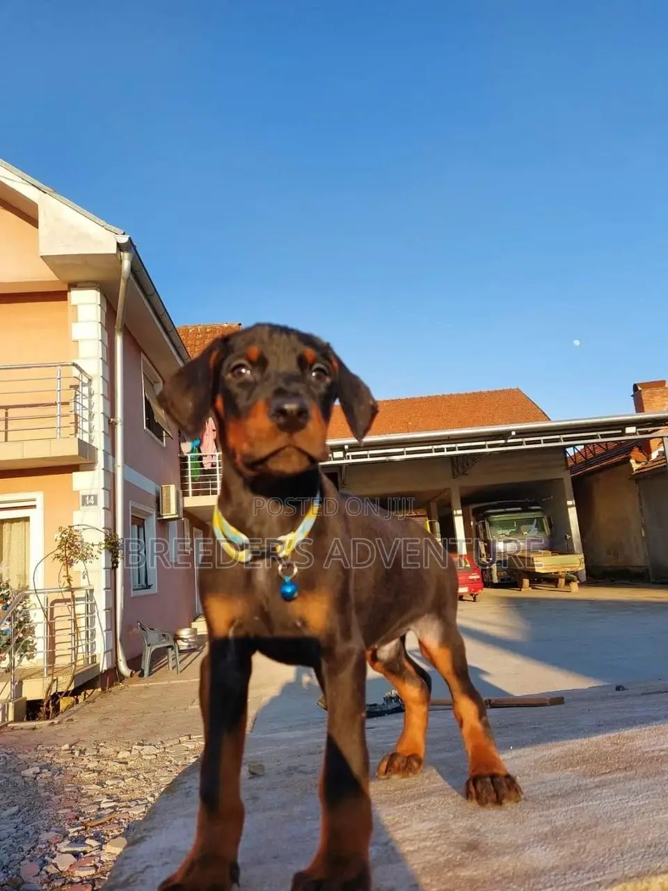 1-3 months Male Purebred Doberman Pinscher