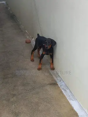 3-6 months Male Purebred Doberman Pinscher