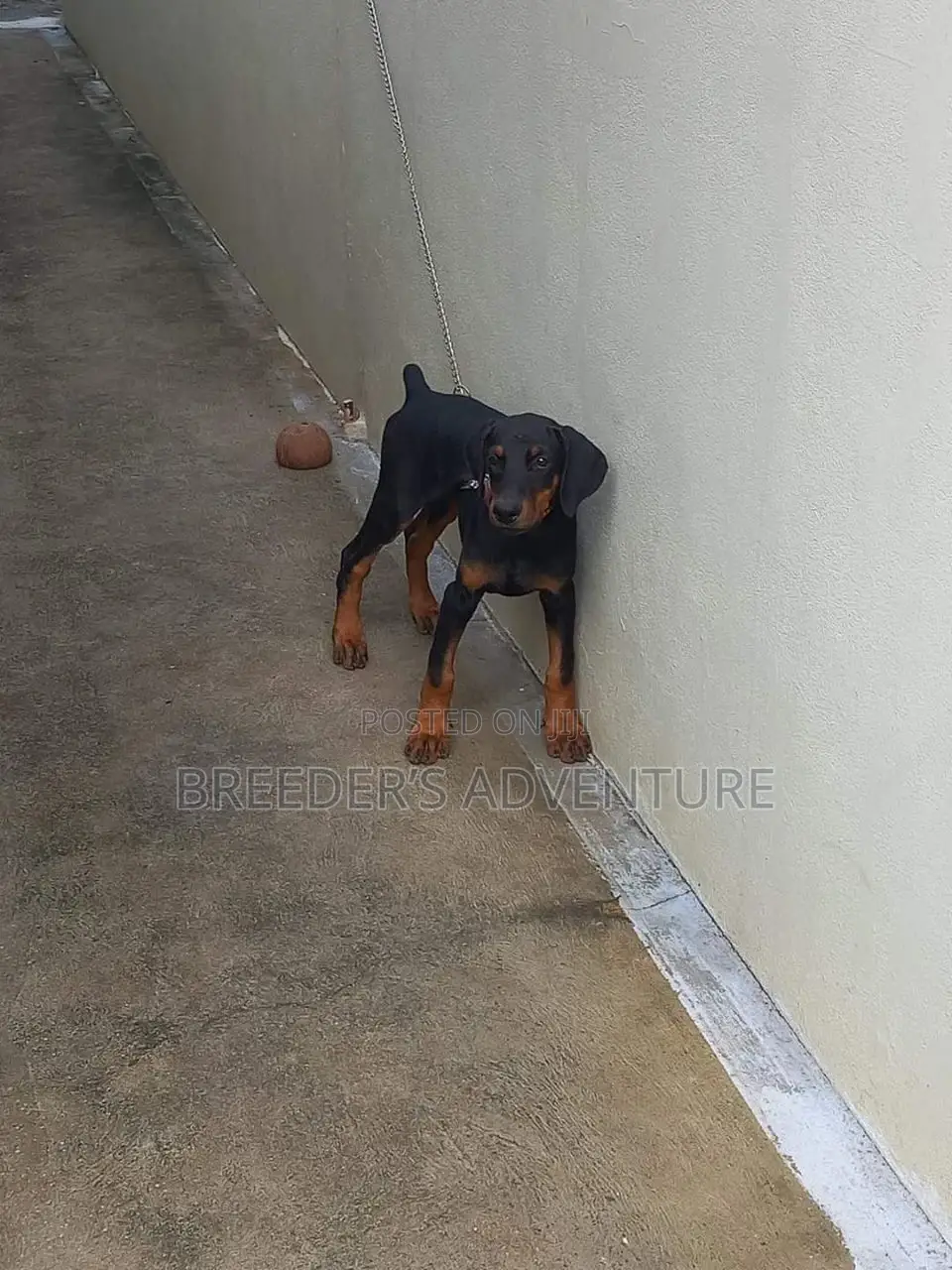 3-6 months Male Purebred Doberman Pinscher