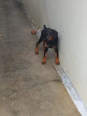 3-6 months Male Purebred Doberman Pinscher