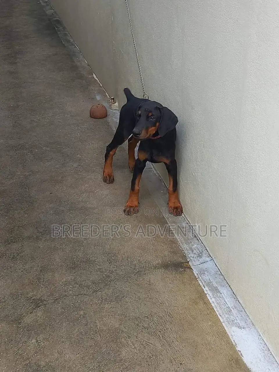3-6 months Male Purebred Doberman Pinscher