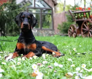3-6 months Female Purebred Doberman Pinscher