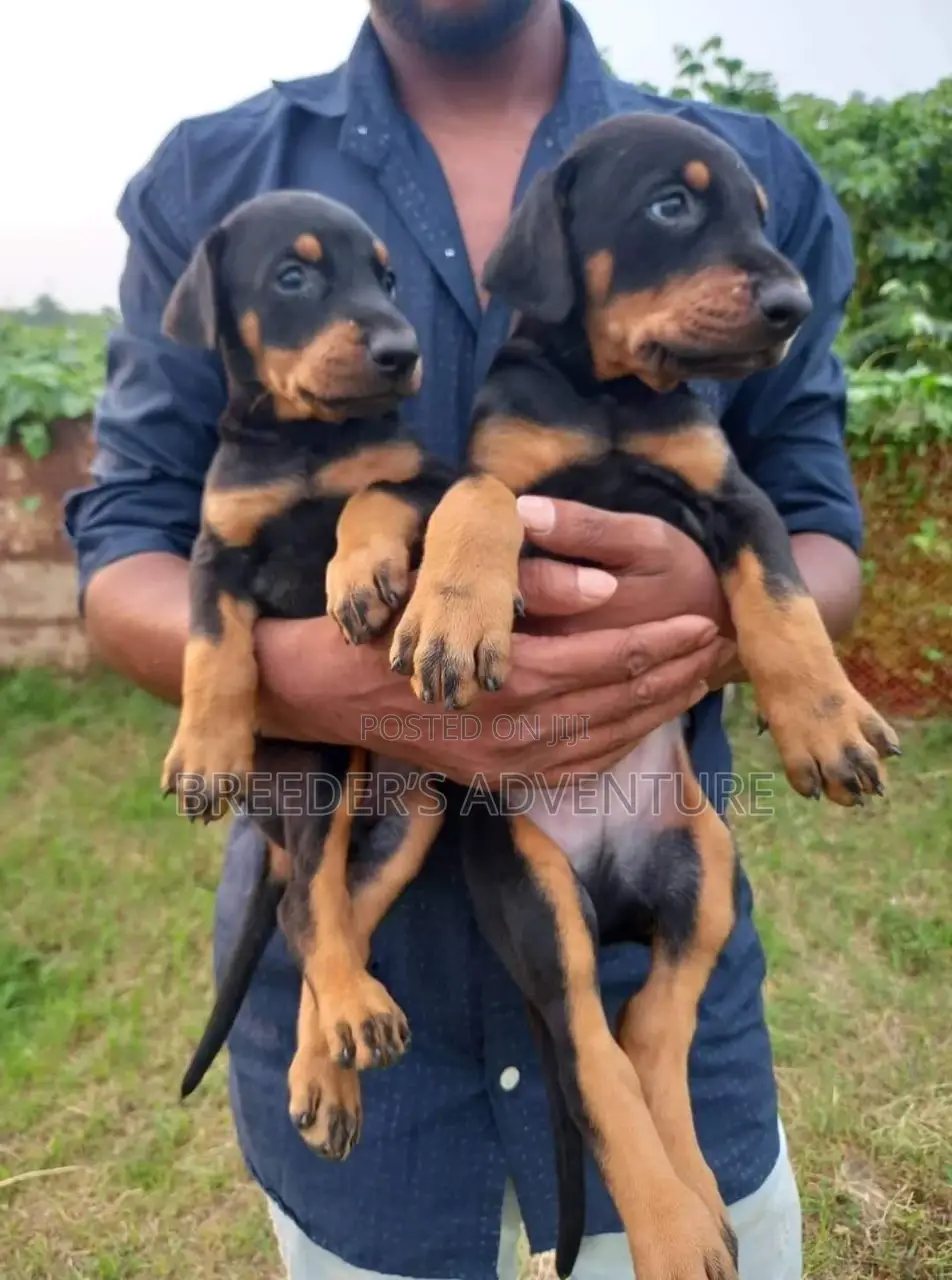 1-3 months Female Purebred Doberman Pinscher