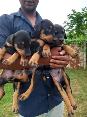 1-3 months Female Purebred Doberman Pinscher