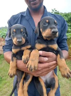 1-3 months Female Purebred Doberman Pinscher