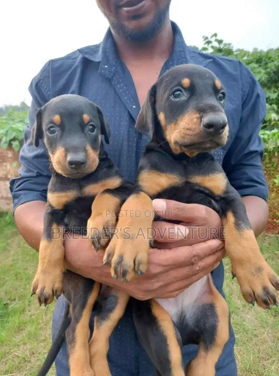 1-3 months Female Purebred Doberman Pinscher