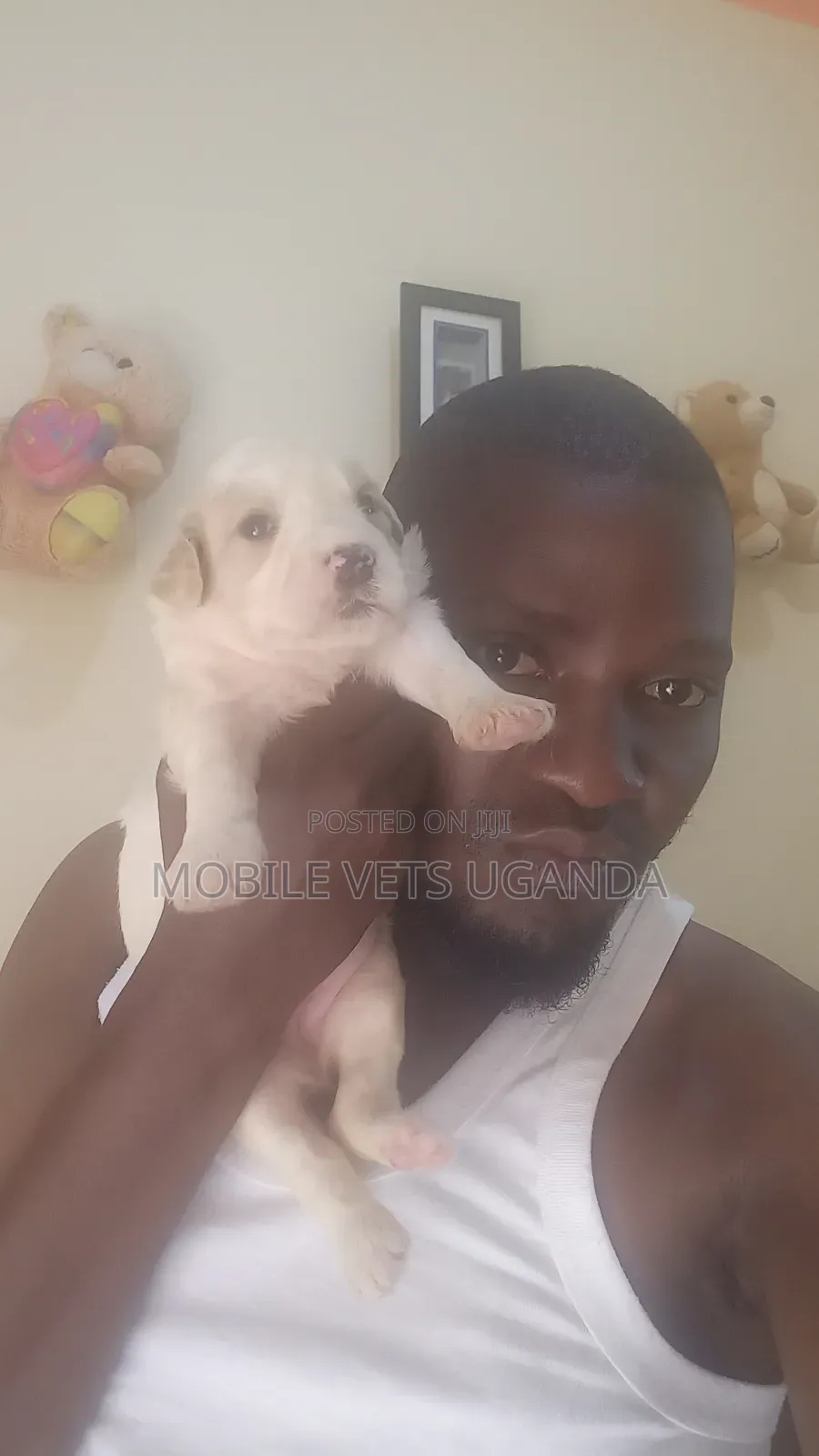 0-1 month Female Purebred Cocker Spaniel
