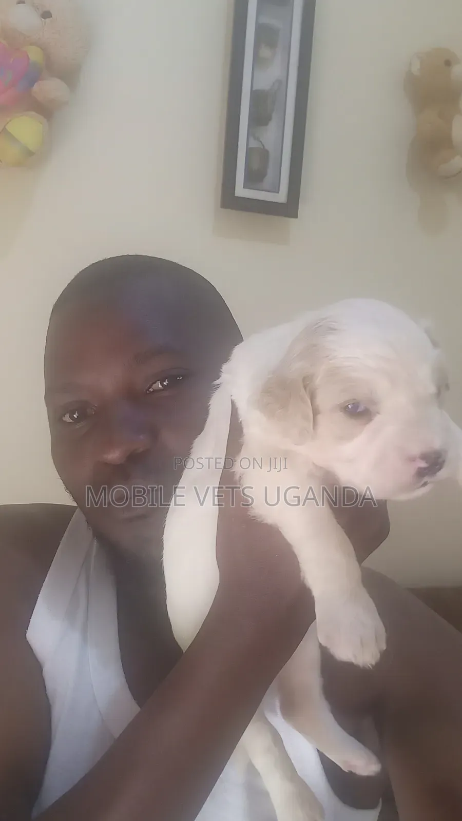 1-3 months Male Purebred Cocker Spaniel