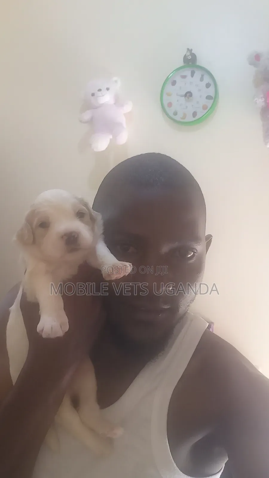 0-1 month Female Purebred English Cocker Spaniel