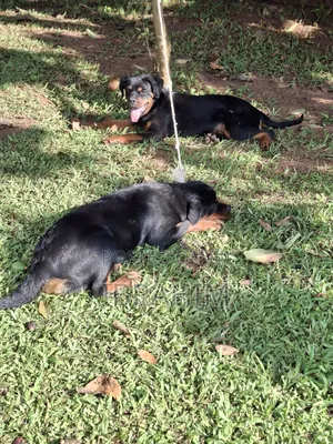 3-6 months Male Purebred Rottweiler
