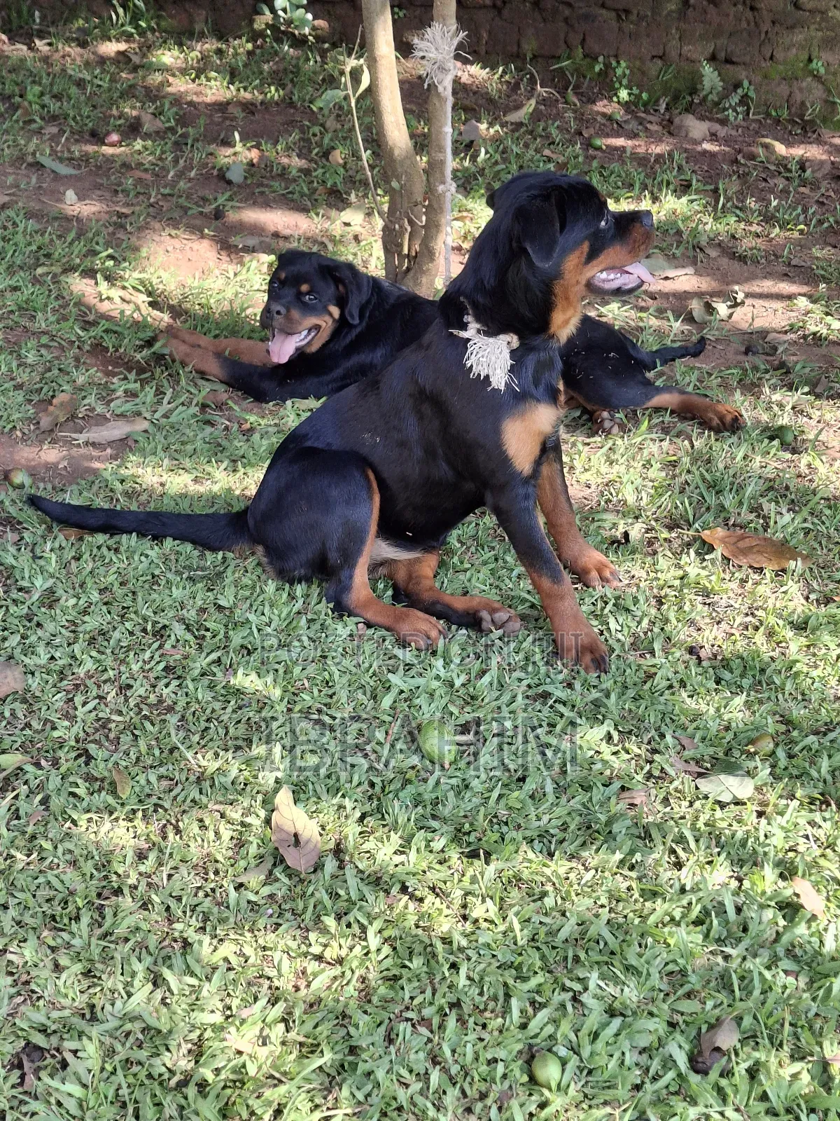 3-6 months Male Purebred Rottweiler