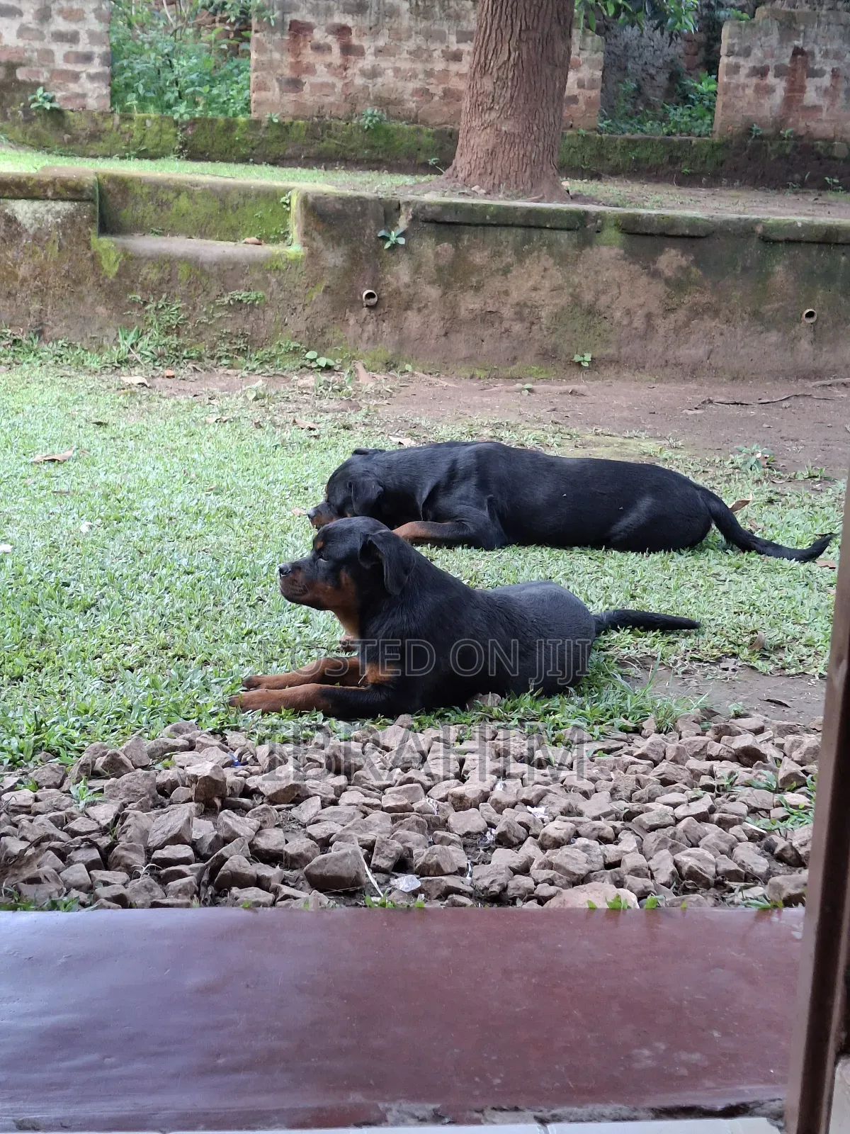 3-6 months Male Purebred Rottweiler