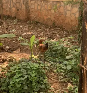 Photo - Local Chicken for Sale