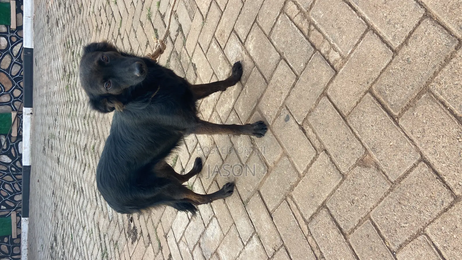 6-12 months Female Mixed Breed German Shepherd