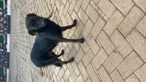 6-12 months Female Mixed Breed German Shepherd