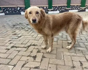 1+ year Male Mixed Breed Golden Retriever