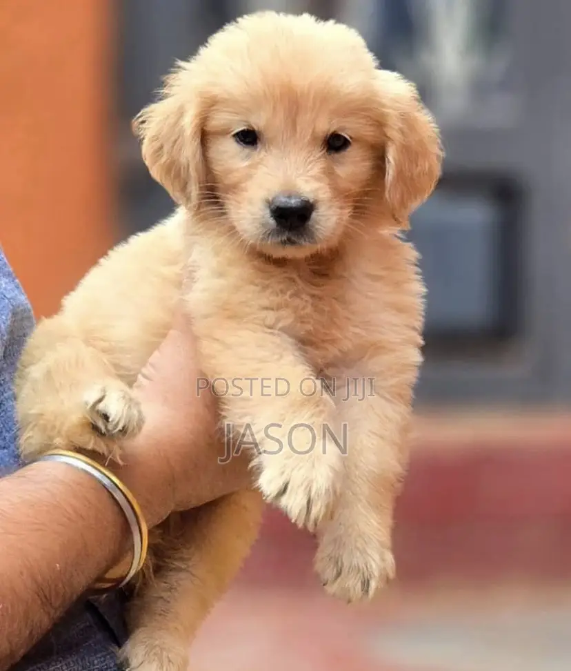 1-3 months Male Purebred Golden Retriever