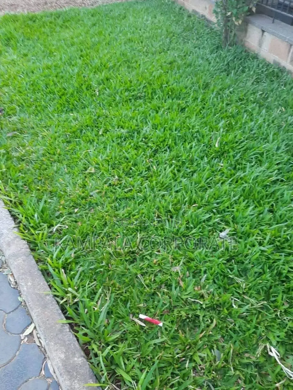 South African Grass and Paspalum Free Planting
