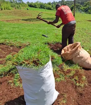 South African Grass and Paspalum Free Planting