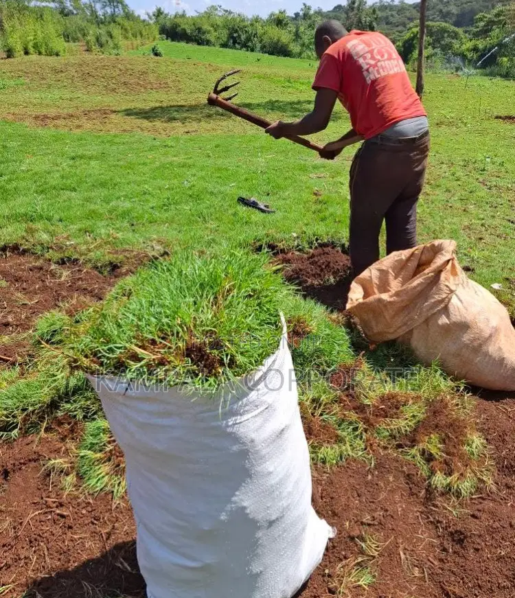 South African Grass and Paspalum Free Planting