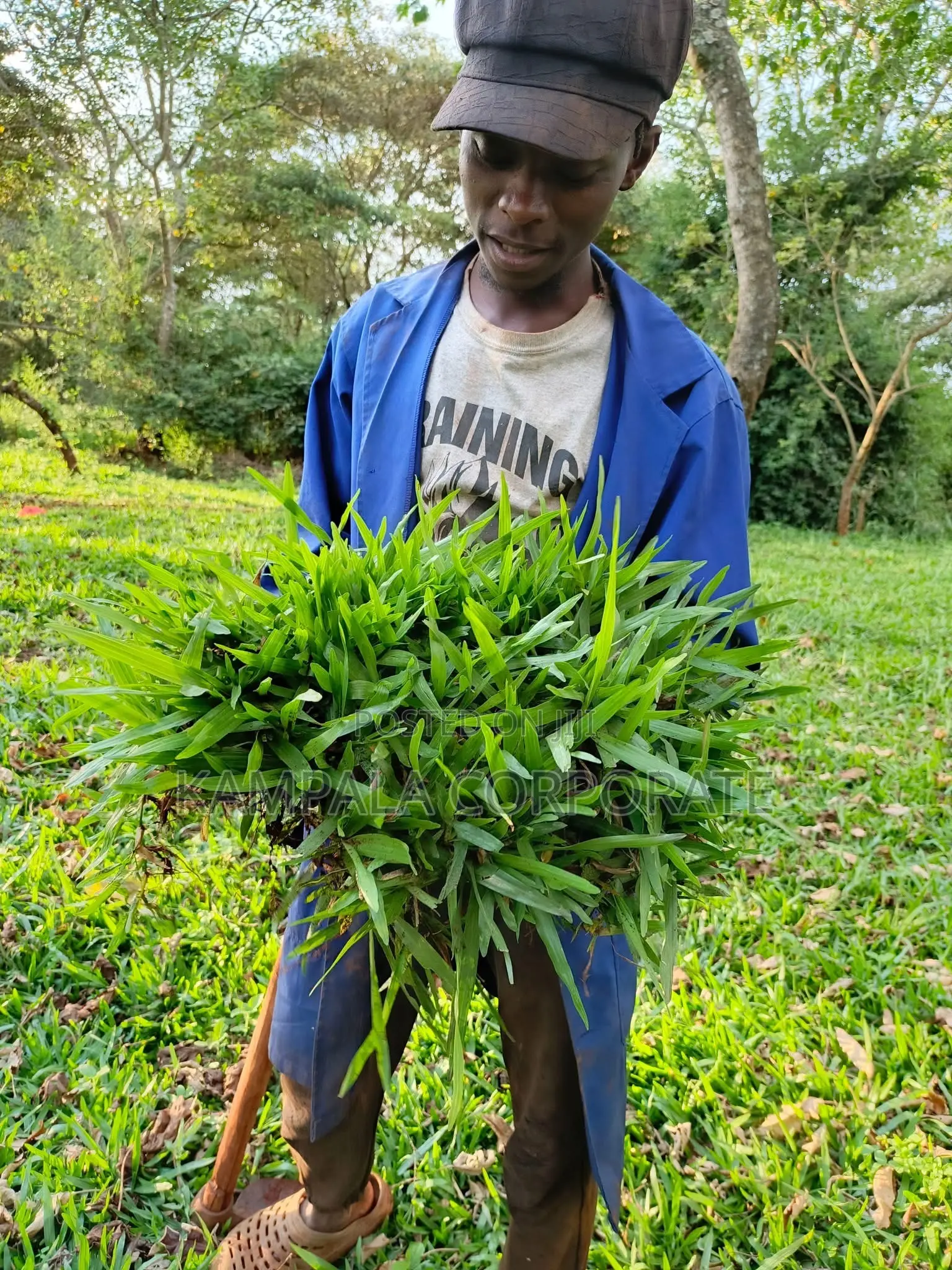 South African Grass and Paspalum Free Planting