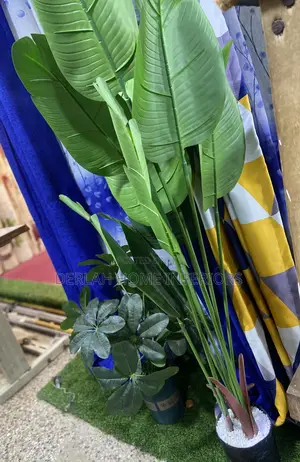 Green Banana Plant