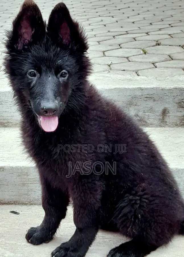 1-3 months Female Purebred German Shepherd