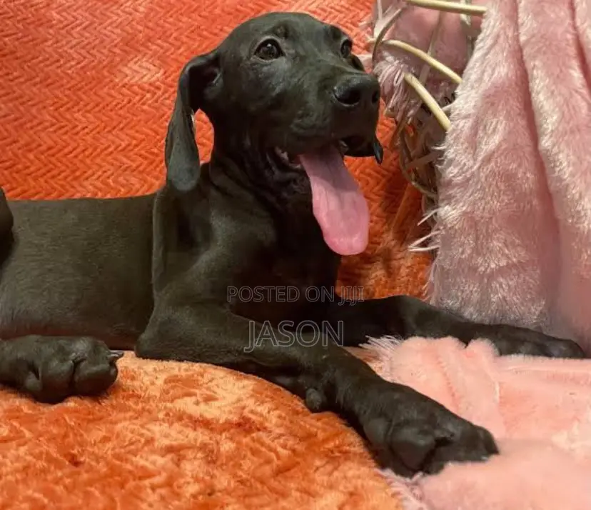 1-3 months Male Purebred Great Dane