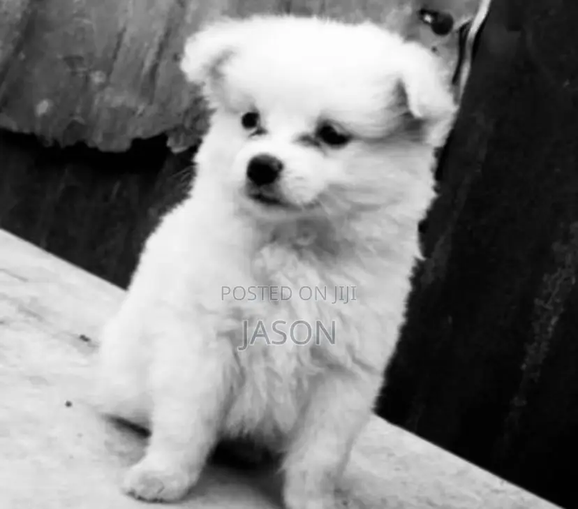 1-3 months Female Purebred Japanese Spitz