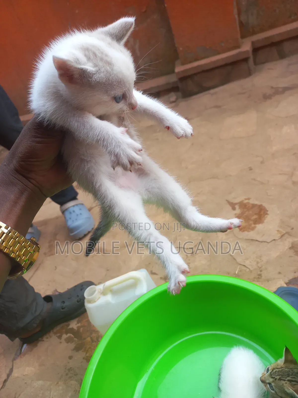 1-3 months Female Purebred American Bobtail