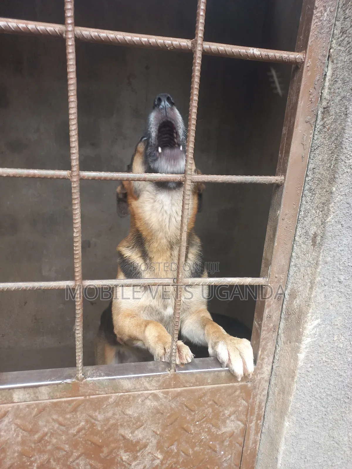 6-12 months Male Purebred German Shepherd