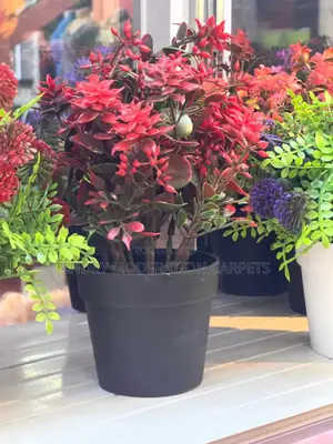 Office Flowers and Plant