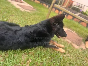 3-6 months Female Purebred German Shepherd
