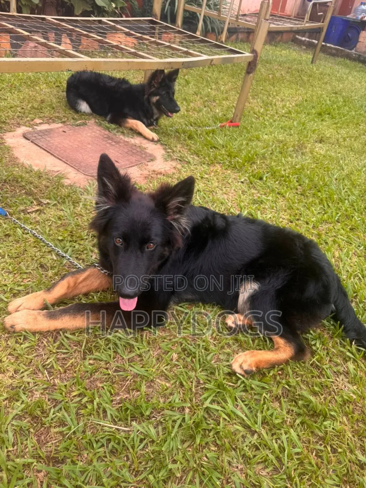 3-6 months Female Purebred German Shepherd
