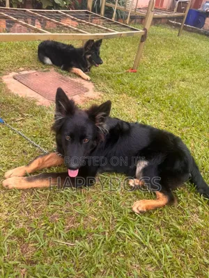 3-6 months Female Purebred German Shepherd