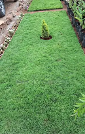 South African Grass and Paspalum Free Planting