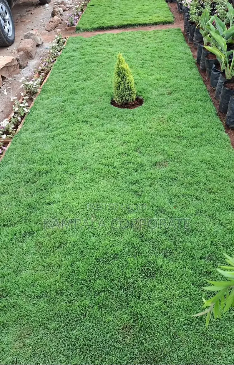 South African Grass and Paspalum Free Planting
