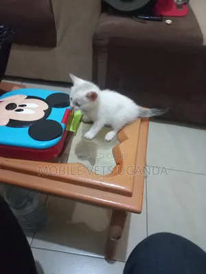 1-3 months Female Purebred Tabby