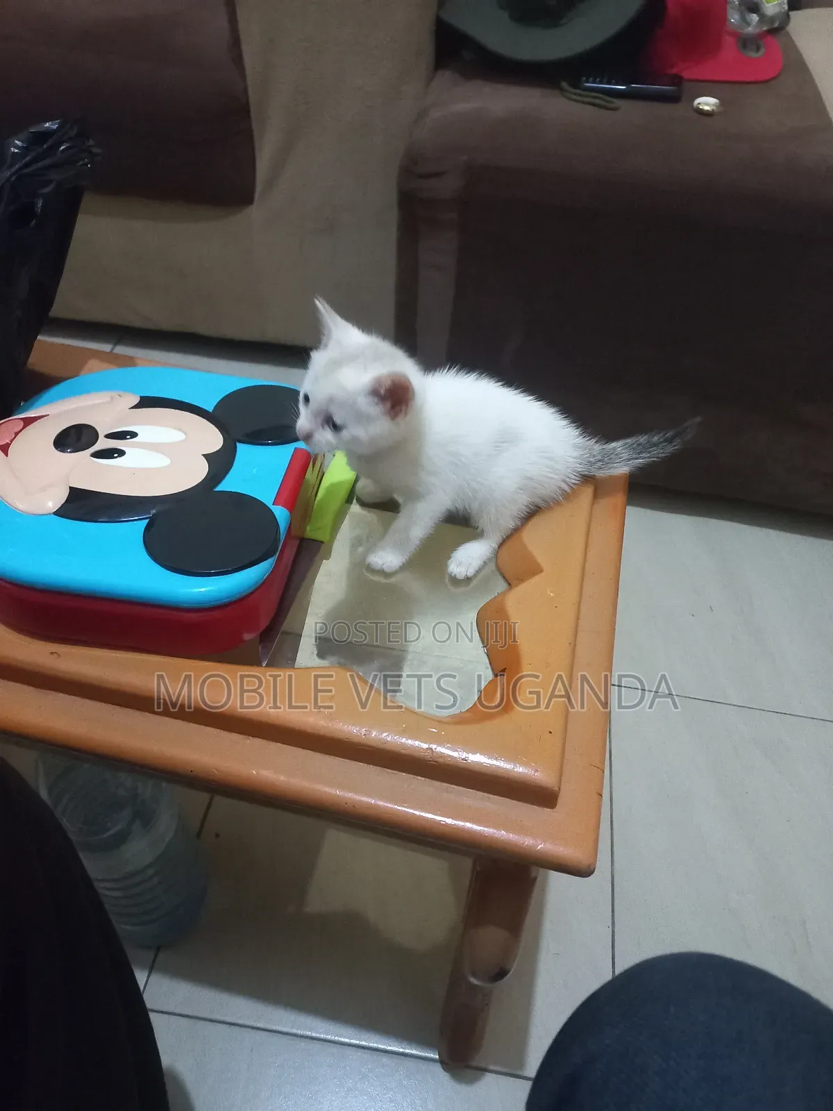 0-1 month Male Purebred Tonkinese