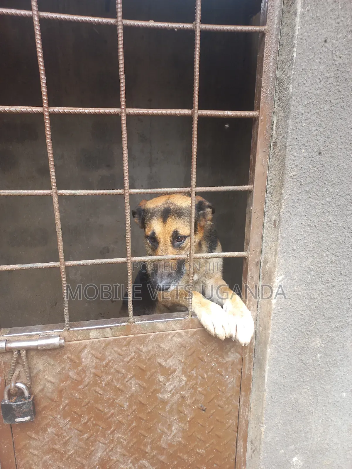 1+ year Male Purebred German Shepherd