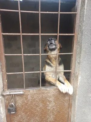6-12 months Male Purebred German Shepherd