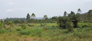 6 Acre Farmland at Buddo Kisozi 70m Per Acre