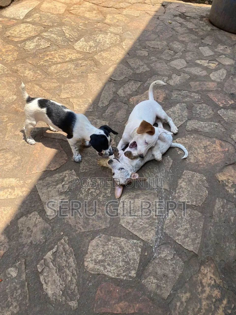3-6 months Male Purebred Jack Russell Terrier