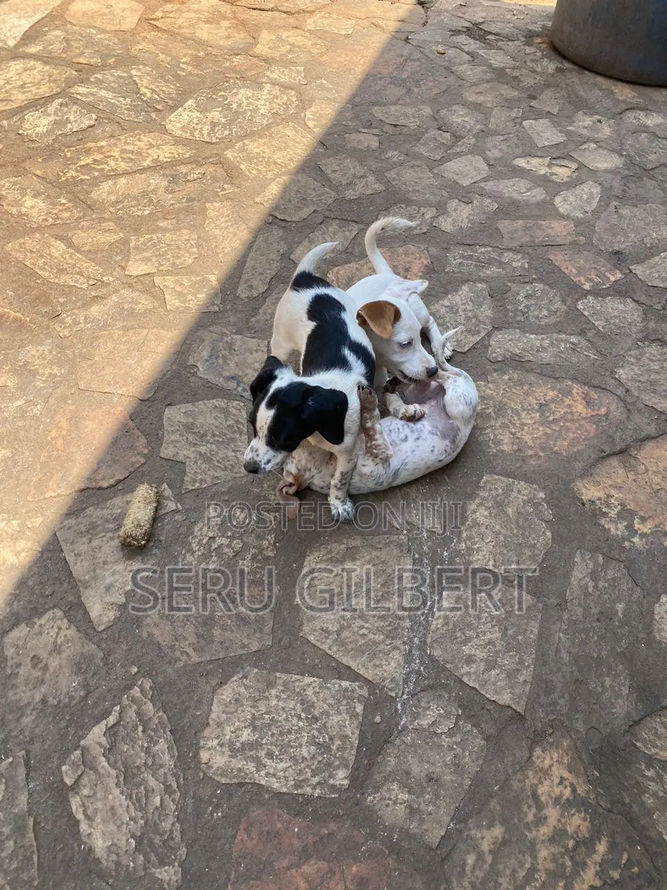 3-6 months Male Purebred Jack Russell Terrier