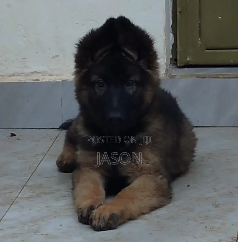 1-3 months Male Purebred German Shepherd