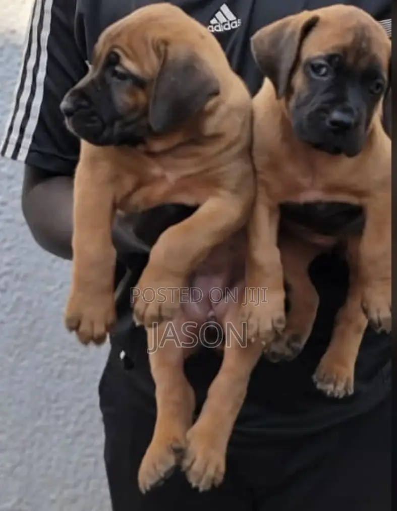 1-3 months Female Purebred Boerboel